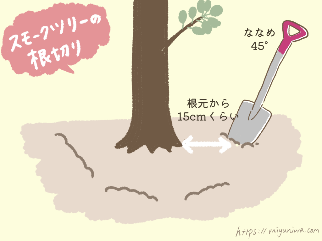 スモークツリーの根切りで花を咲かせる方法