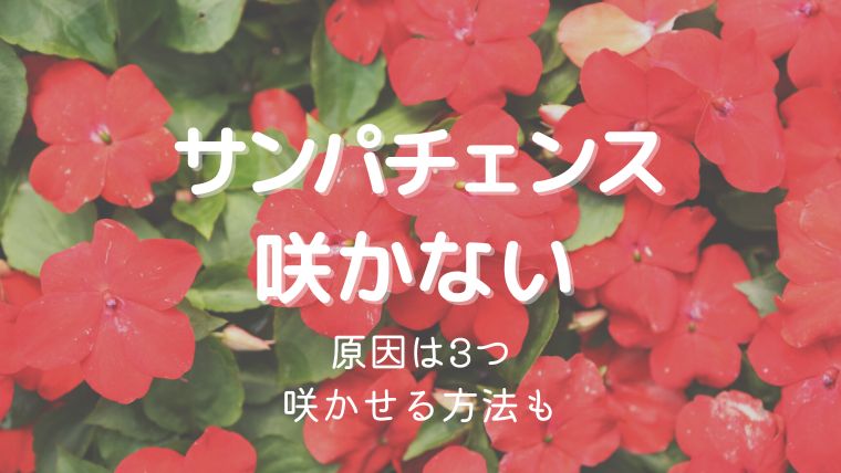 サンパチェンスの花が咲かない理由3つ！開花させる方法をくわしく