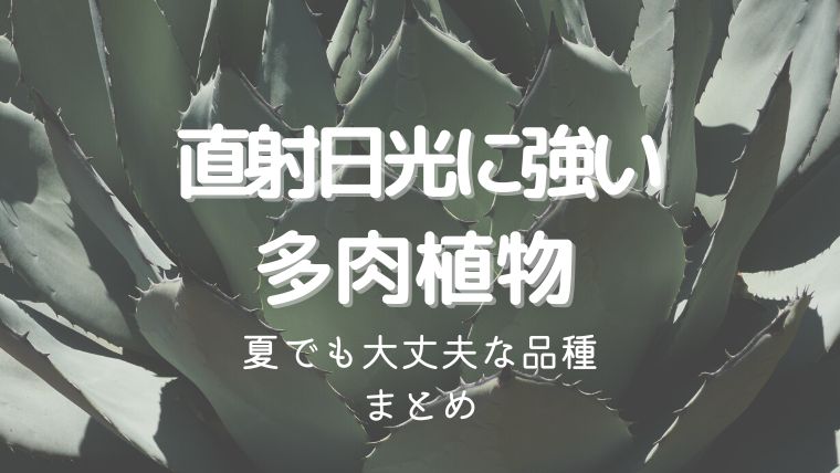 直射日光に強い多肉植物6選！夏でも大丈夫な品種まとめ