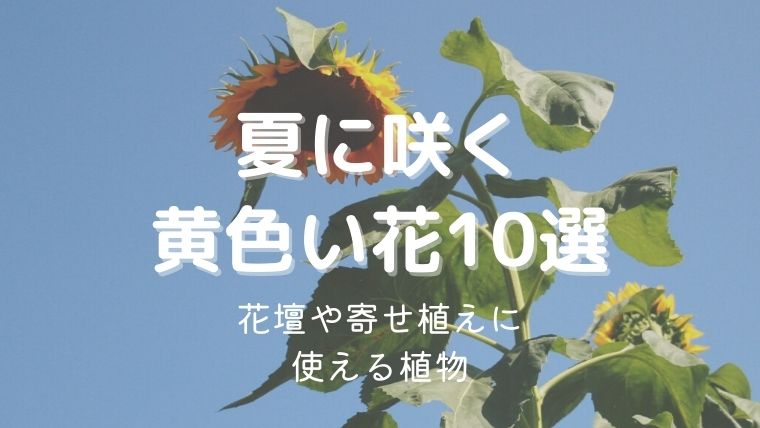 夏に咲く黄色の花おすすめ10選！花壇や寄せ植えに使えるのは？