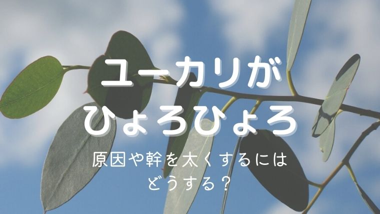 ユーカリがひょろひょろ。原因や幹を太くするには？