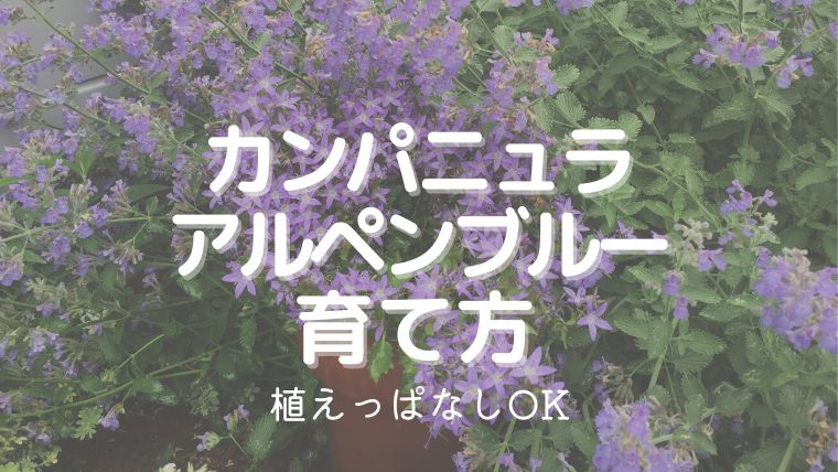 カンパニュラ・アルペンブルーの育て方！植えっぱなしOKで初心者にもおすすめ