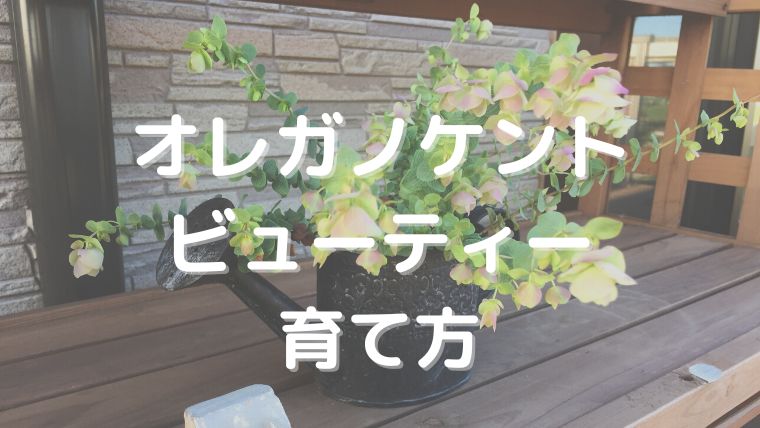 オレガノ・ケントビューティーの育て方！切り戻しや花がら摘みのやり方も詳しく