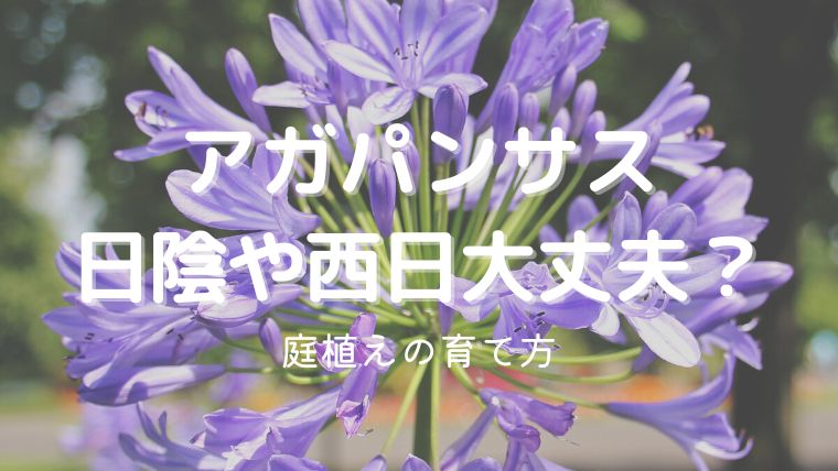 アガパンサスは日陰や西日の当たる場所でも育つ？庭植えのコツを解説