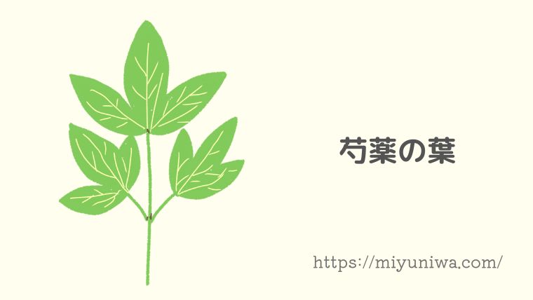 芍薬の葉を図で解説