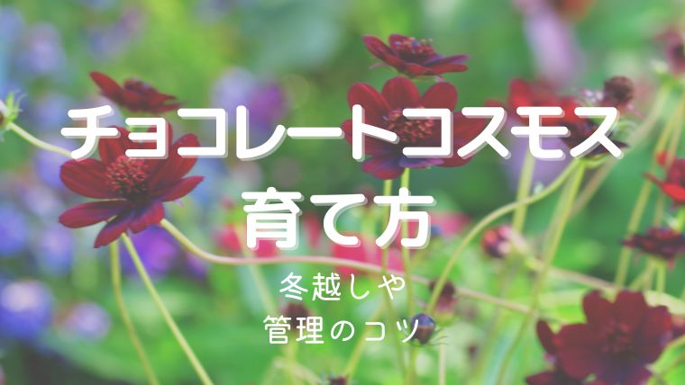 チョコレートコスモスの育て方！冬越しや管理のコツをくわしく解説