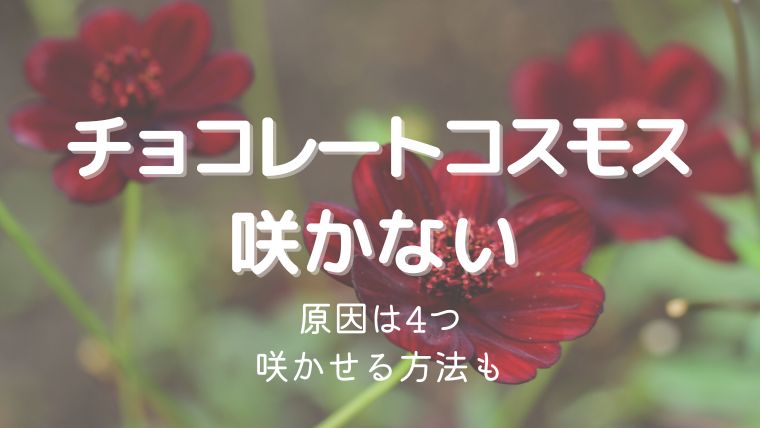 チョコレートコスモスの花が咲かない原因4つ！咲かせるための対処法も