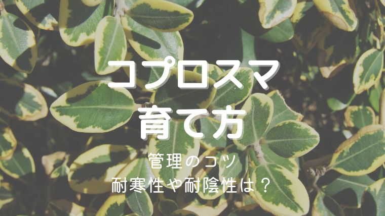 コプロスマの育て方！育てやすいけど耐寒性や耐陰性は？管理のコツを解説