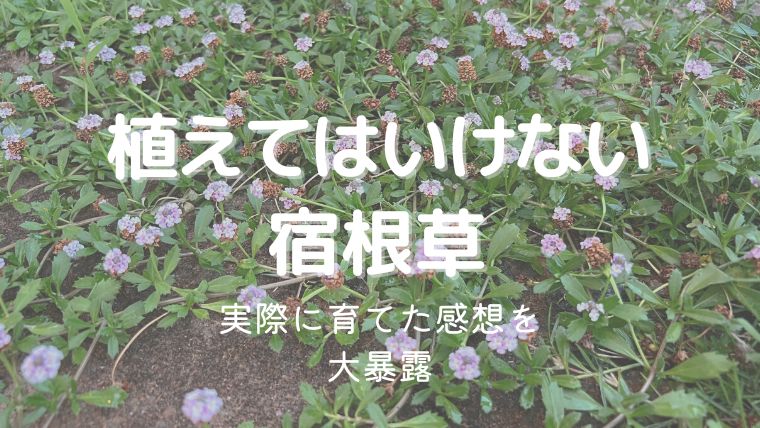 植えてはいけない宿根草8選！噂は本当？実際に育てた感想を大暴露！