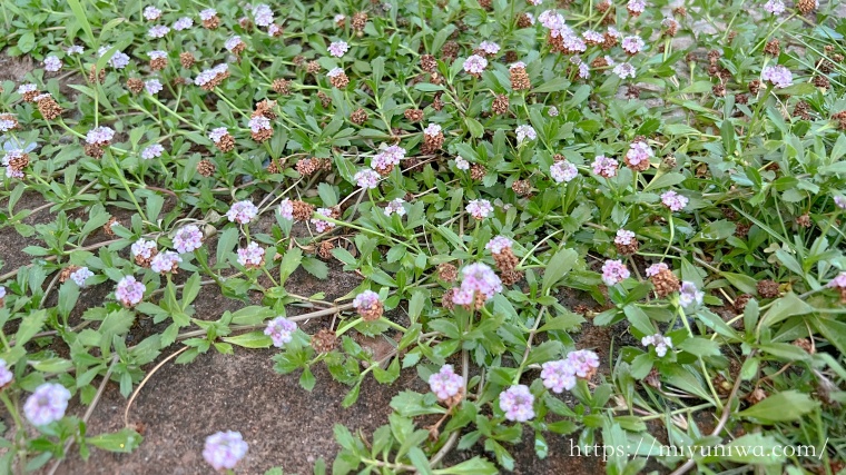 植えてはいけない宿根草｜ヒメイワダレソウ