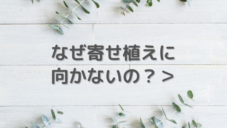 ユーカリはなぜ寄せ植えに向かないの？