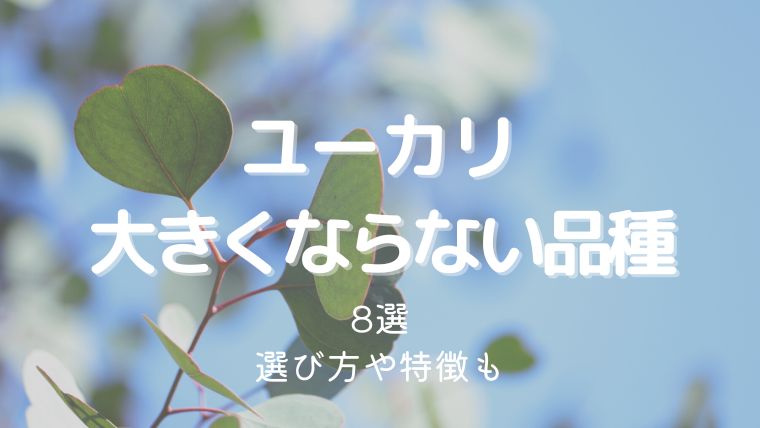 ユーカリの大きくならない品種8選！選び方や種類ごとの特徴も解説