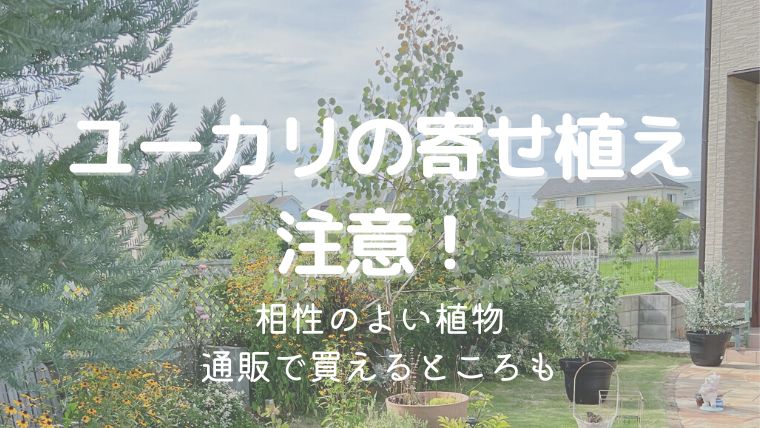 ユーカリの寄せ植えは要注意！相性の良い植物はある？通販で買えるところも