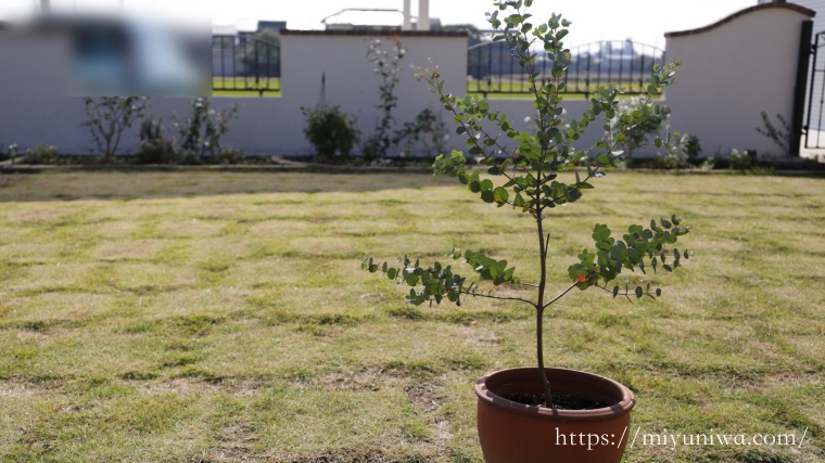 ユーカリの寄せ植えはやめた方がいい