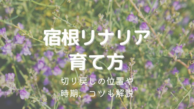 宿根リナリアの育て方！切り戻しの位置や時期、コツもくわしく解説