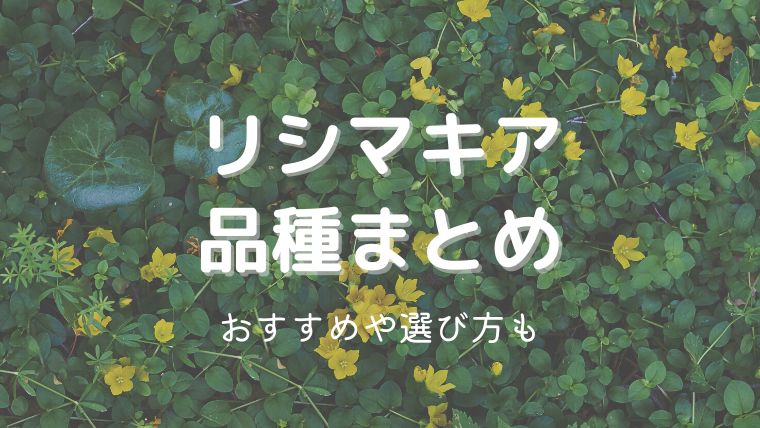 リシマキアの種類12選！おすすめ品種や選び方も