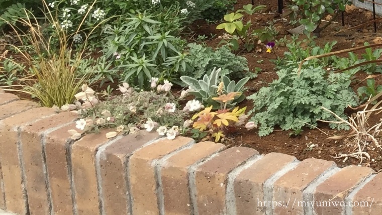 シレネ・ユニフローラの植え付け