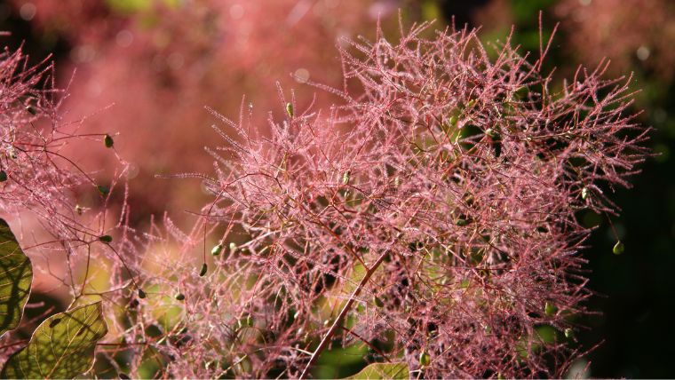 スモークツリーの花が咲かない原因