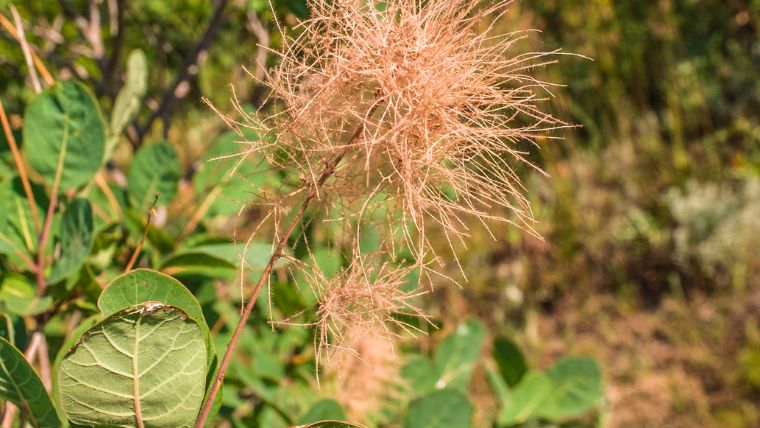 スモークツリーの花が咲かない原因