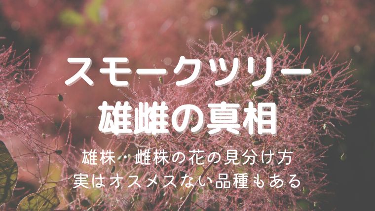 スモークツリーの雄株の花の見分け方！オスメスない品種もあり！真相まとめ