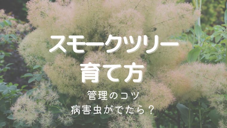 スモークツリーの育て方！地植え・鉢植えの管理のコツや病害虫も詳しく解説！