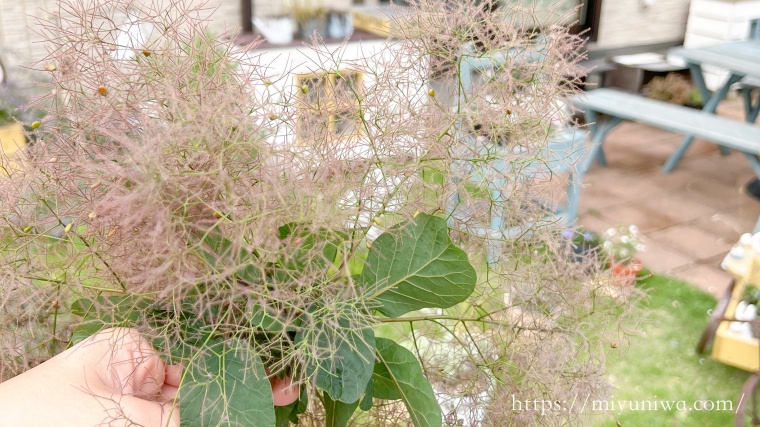 スモークツリーの花はもくもくで可愛い