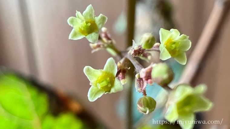 スモークツリーの雌花の花の画像