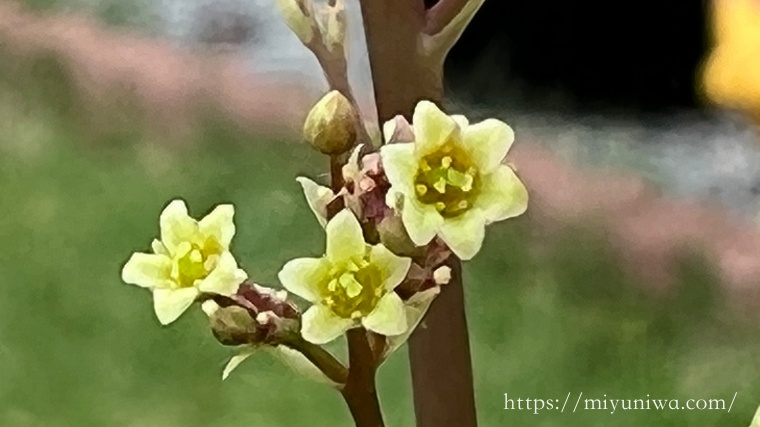 スモークツリーの花