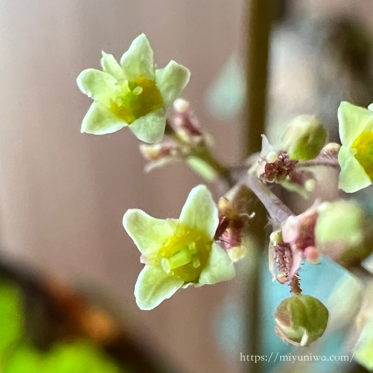 スモークツリーの雌株の花の見分け方