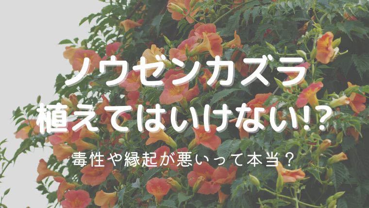 ノウゼンカズラを植えてはいけない理由4つ！毒性や縁起が悪いって本当？