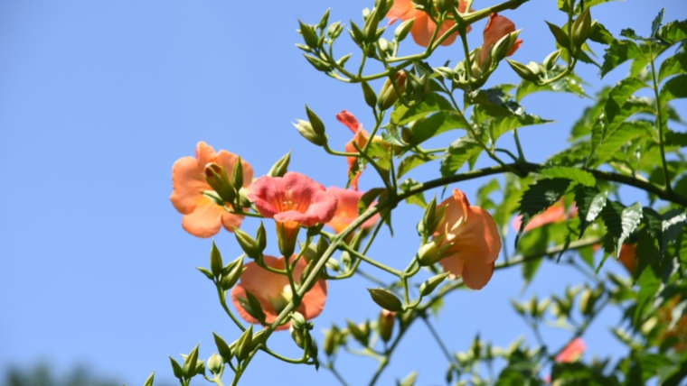 ノウゼンカズラを植えてはいけない理由