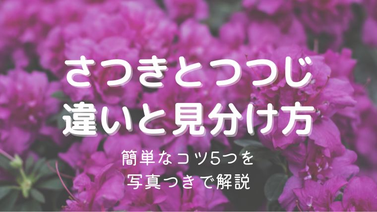 さつきとつつじの違いは？花と葉で簡単に見分けるコツ5つを写真付きで解説