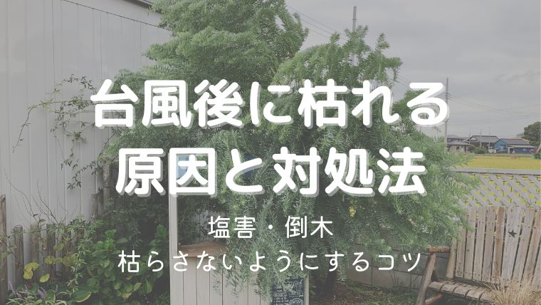 台風後に庭木が枯れる原因は塩害や倒木！枯らさないための対処法5つ