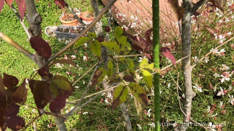 台風対策。植木を紐で縛る