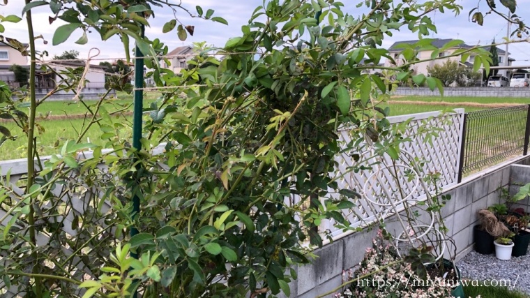 台風対策でつるバラをくくった後