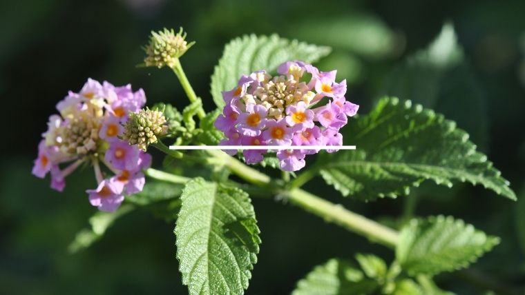 ランタナを植えてはいけないと言われる理由