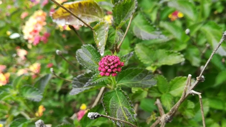 ランタナを植えてはいけないと言われる理由