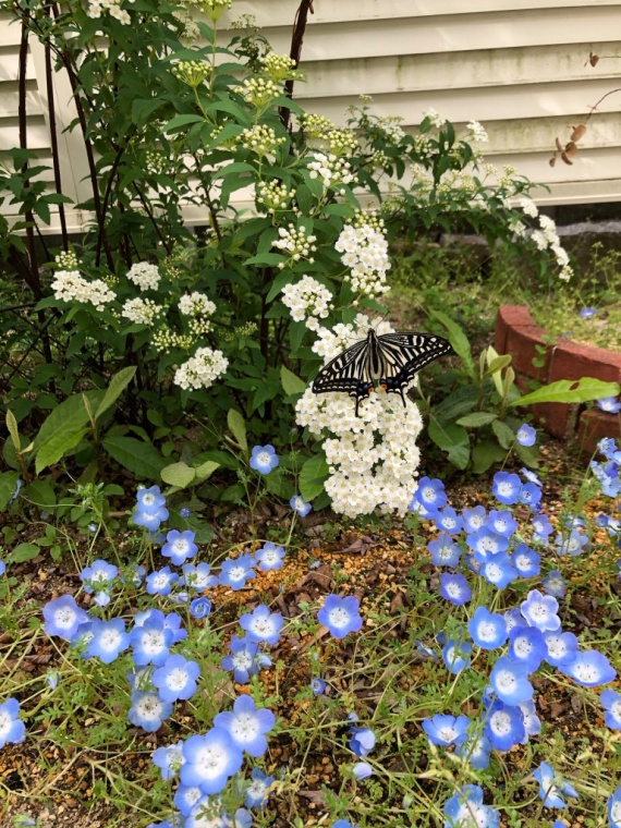 お庭の事例集・anemoneさん