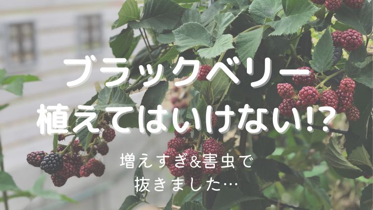 ブラックベリーは植えてはいけない！？増えすぎと害虫がひどくて抜きました