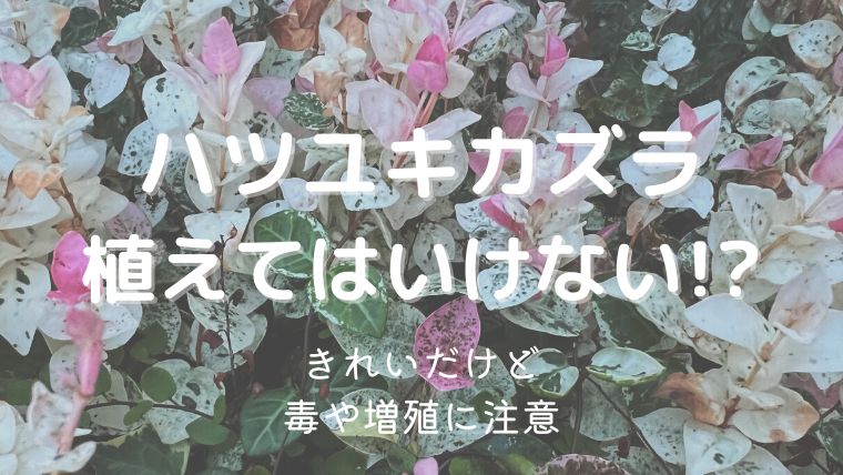 ハツユキカズラは植えてはいけない！？キレイだけど毒や増殖に注意