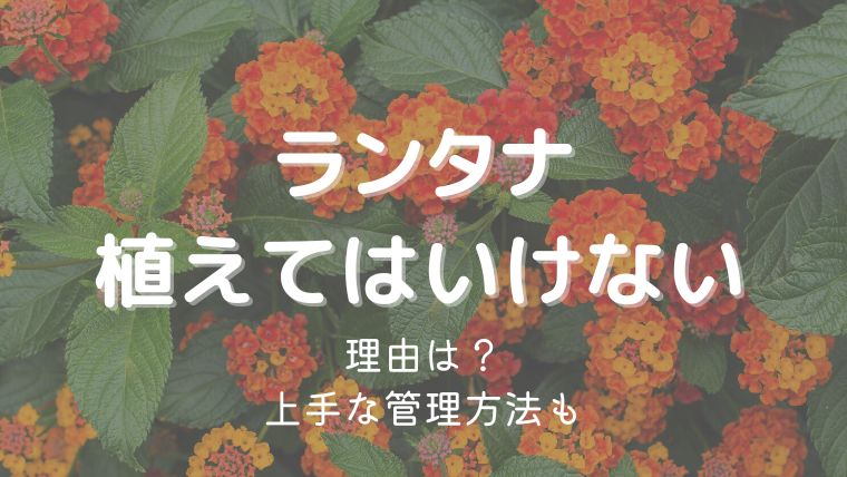 ランタナを植えてはいけないのはなぜ？増えすぎや毒性が問題の要注意植物