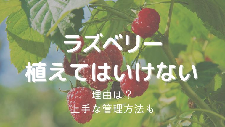 ラズベリーを植えてはいけない理由3つ！増えすぎ・地下茎の対処法は？