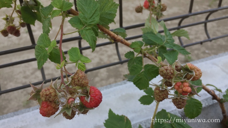 ラズベリーを植えてはいけない理由