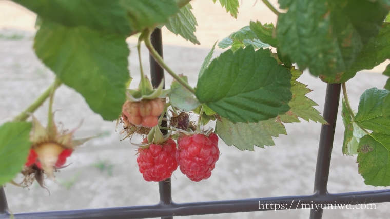 ラズベリーを植えてはいけない理由