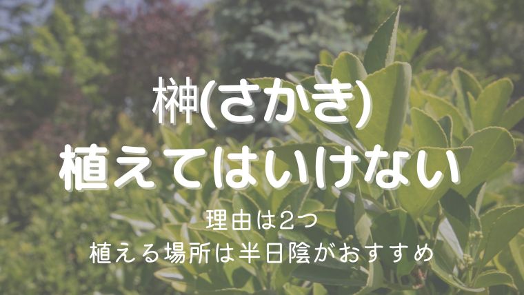 榊を植えてはいけないと言われる理由2つ！植える場所は半日陰がおすすめ