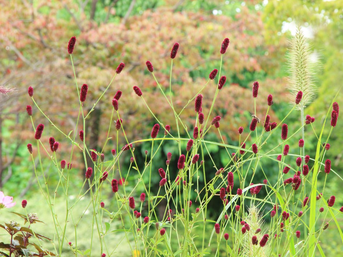 秋に植えるおすすめの植物：ワレモコウ