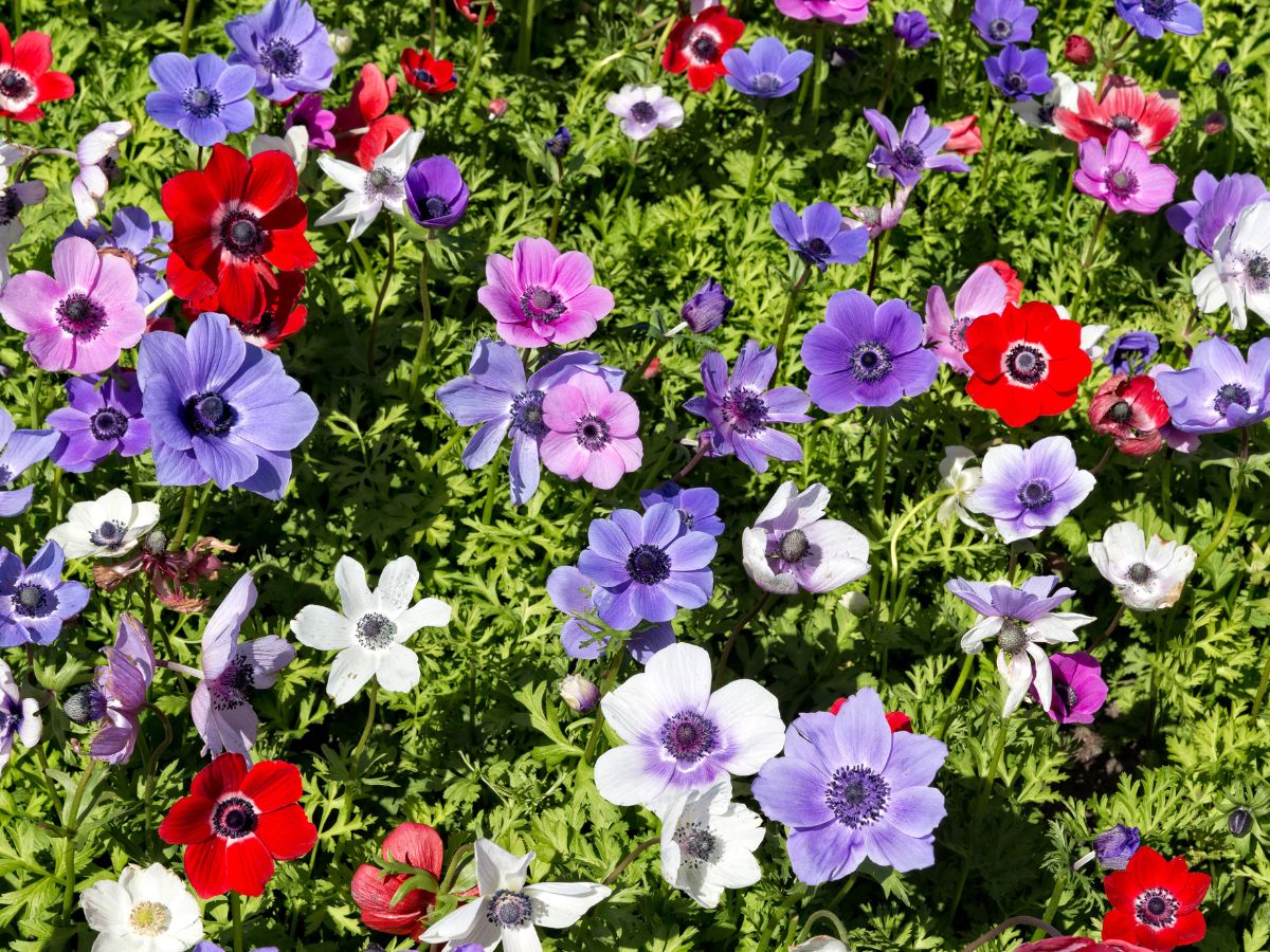 秋に植えるおすすめの植物：アネモネ