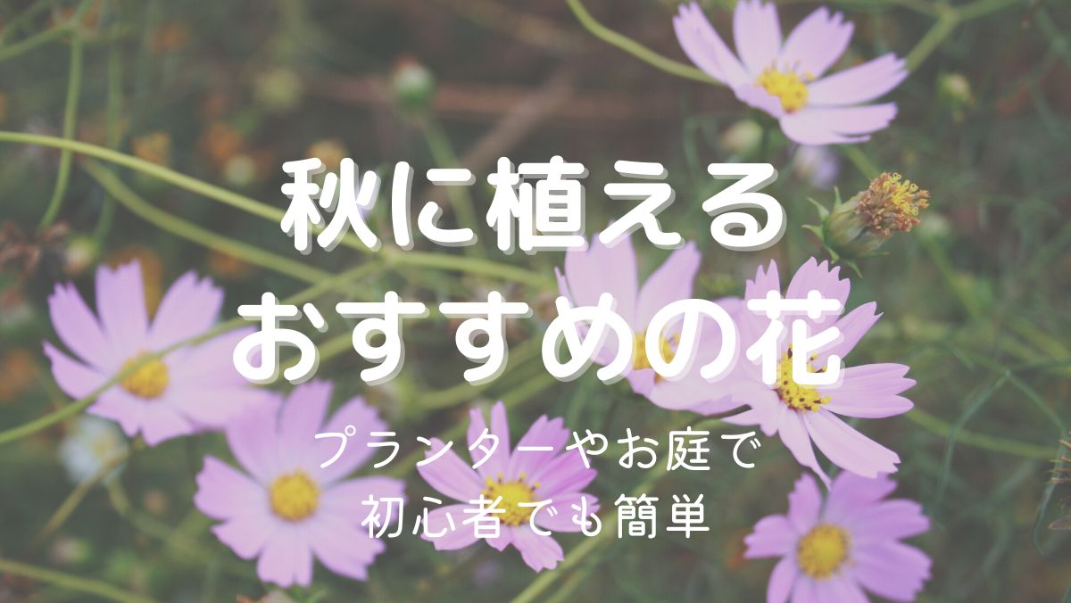 秋に植える花19選！多年草や一年草、球根をプランターやお庭で！ガーデニング初心者でも簡単！