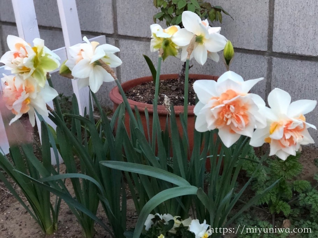 秋に植えるおすすめの植物：スイセン