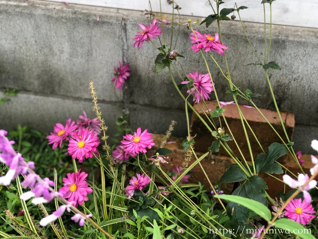 秋に植えるおすすめの植物：シュウメイギク